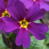 Primula Rowena - Abriachan Nurseries